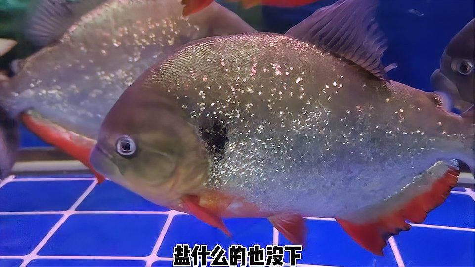 魚蒙眼病多久會好？【養(yǎng)魚老道三天治愈錦鯉蒙眼,絕招大揭秘!】 魚蒙眼病多久會好？【養(yǎng)魚老道三天治愈錦鯉蒙眼,絕招大揭秘!】 龍魚百科 第1張