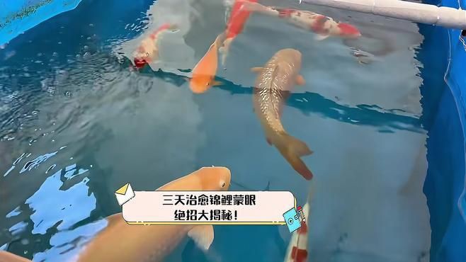 魚蒙眼病多久會好？【養(yǎng)魚老道三天治愈錦鯉蒙眼,絕招大揭秘!】 魚蒙眼病多久會好？【養(yǎng)魚老道三天治愈錦鯉蒙眼,絕招大揭秘!】 龍魚百科 第2張