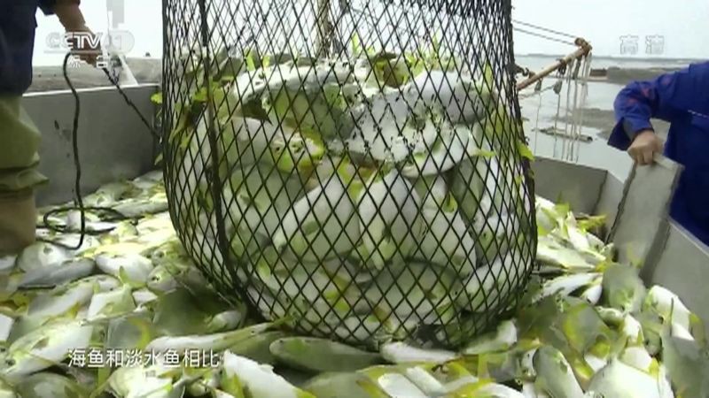 如何區分海魚和淡水魚？【]海魚和淡水魚哪個營養價值更高原來一直吃錯了大娛車】 如何區分海魚和淡水魚？【]海魚和淡水魚哪個營養價值更高原來一直吃錯了大娛車】 龍魚百科 第5張
