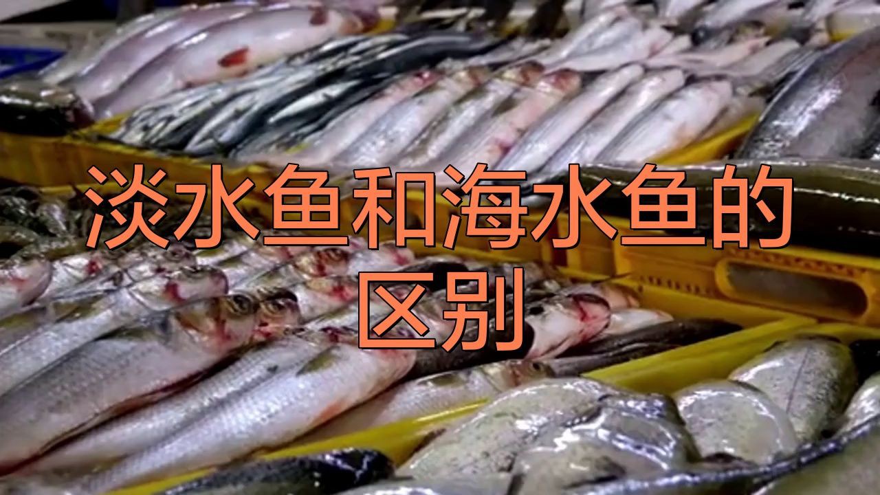如何區(qū)分海魚和淡水魚？【]海魚和淡水魚哪個營養(yǎng)價值更高原來一直吃錯了大娛車】
