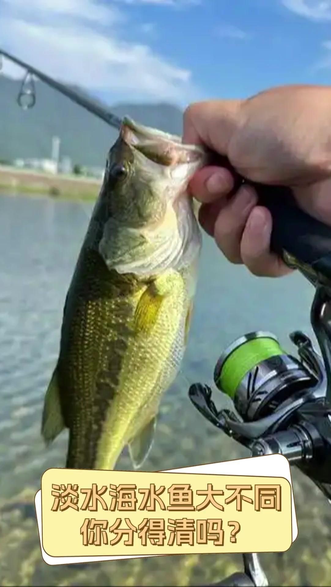 如何區分海魚和淡水魚？【]海魚和淡水魚哪個營養價值更高原來一直吃錯了大娛車】 如何區分海魚和淡水魚？【]海魚和淡水魚哪個營養價值更高原來一直吃錯了大娛車】 龍魚百科 第4張