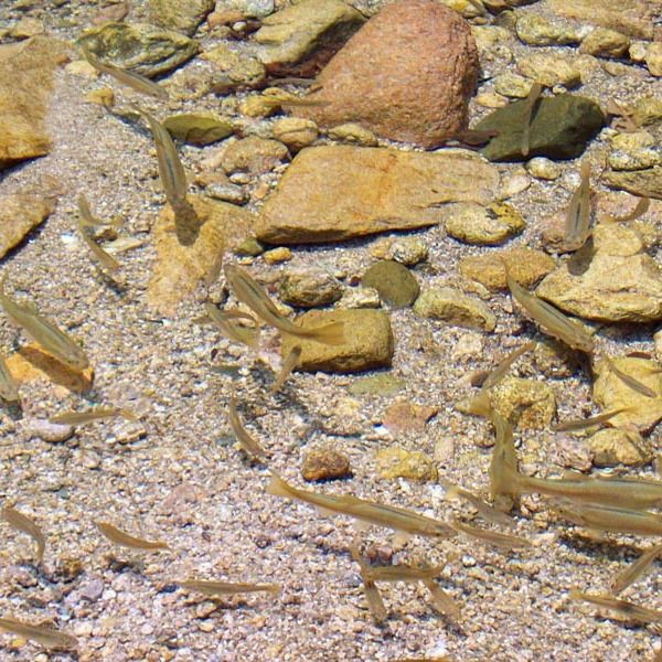 嶗山最忌諱三種魚【嶗山區(qū)非遺美食全揭秘】