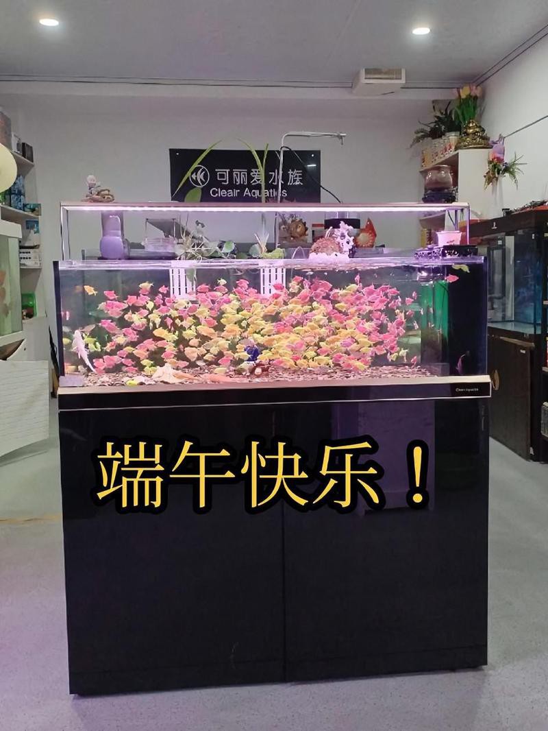 楊陵龍魚(yú)店【廣州楊陵龍魚(yú)店怎么樣？】
