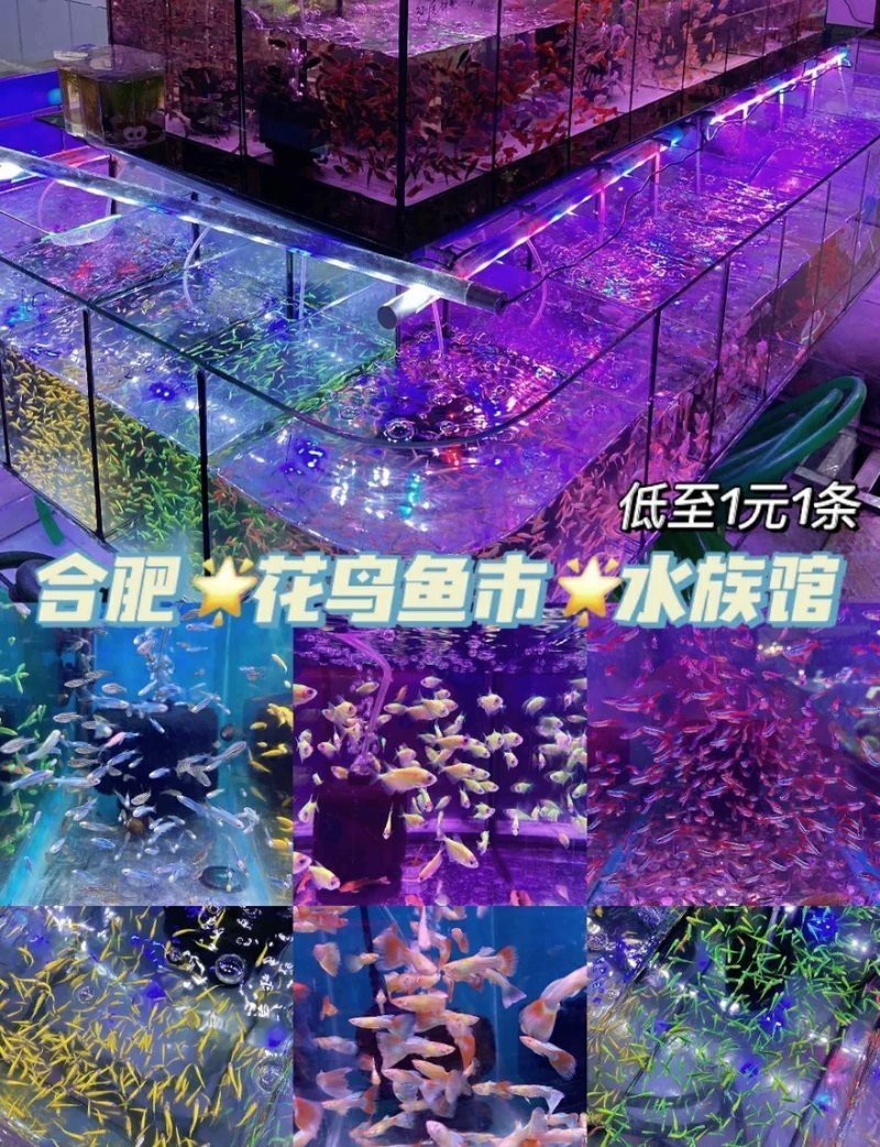 安徽水族店【安徽省內水族店分布廣泛且各具特色】