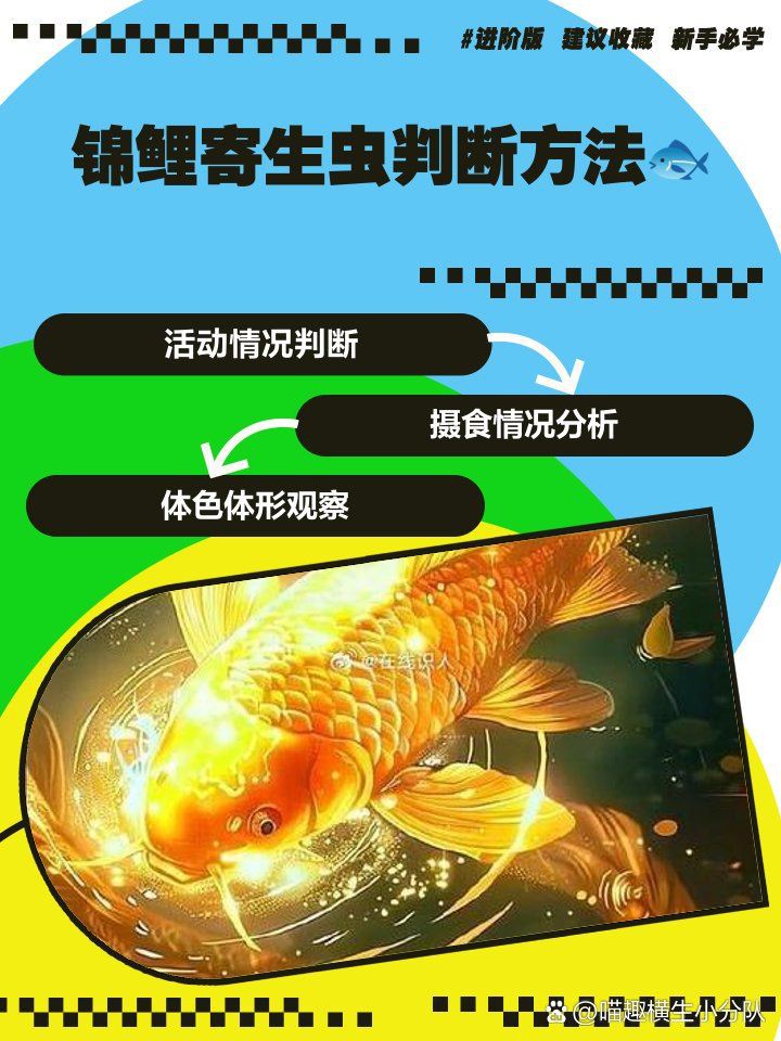 怎么判斷魚有沒有寄生蟲【如何判斷魚有沒有寄生蟲】 龍魚百科 第8張 怎么判斷魚有沒有寄生蟲【如何判斷魚有沒有寄生蟲】 怎么判斷魚有沒有寄生蟲【如何判斷魚有沒有寄生蟲】 龍魚百科 第8張