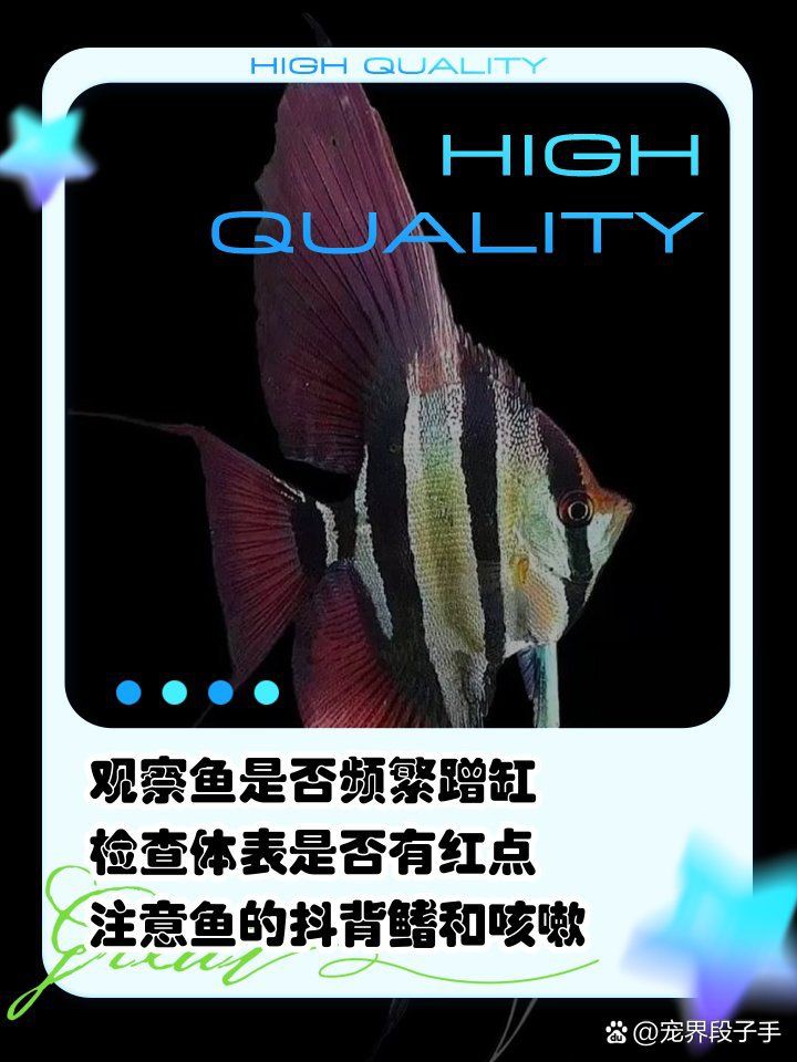怎么判斷魚有沒有寄生蟲【如何判斷魚有沒有寄生蟲】 龍魚百科 第11張 怎么判斷魚有沒有寄生蟲【如何判斷魚有沒有寄生蟲】 怎么判斷魚有沒有寄生蟲【如何判斷魚有沒有寄生蟲】 龍魚百科 第11張