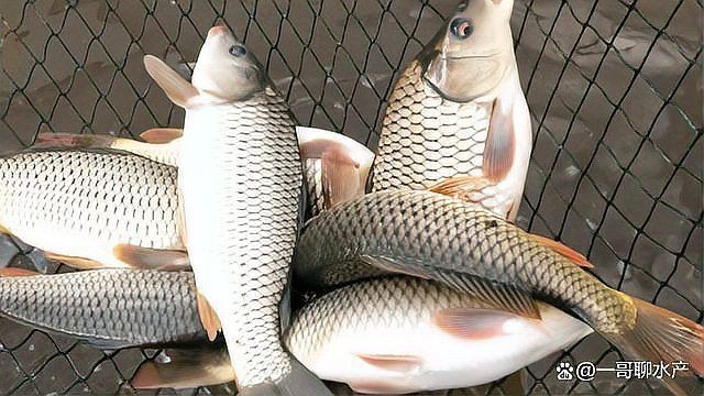 怎么判斷魚有沒有寄生蟲【如何判斷魚有沒有寄生蟲】 龍魚百科 第2張 怎么判斷魚有沒有寄生蟲【如何判斷魚有沒有寄生蟲】 怎么判斷魚有沒有寄生蟲【如何判斷魚有沒有寄生蟲】 龍魚百科 第2張