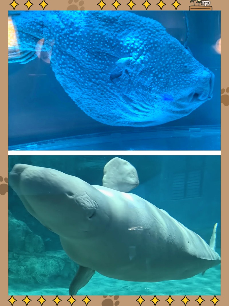 明港水族店【信陽明港水族店/參觀預(yù)約/旅游游覽順序及注意事項】