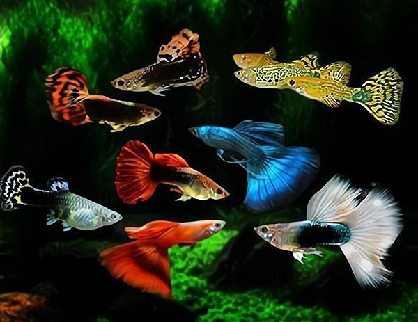 張掖魚缸店【張掖市特色服務業的重要組成部分是關于張掖魚缸店的綜合概述】