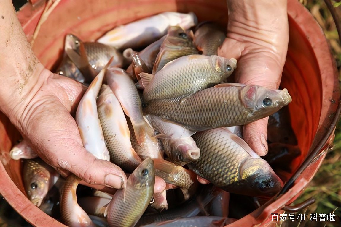 三角鯉為什么沒人養了【三角鯉養殖規模收縮】