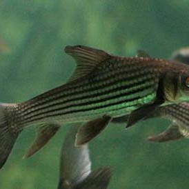 七鯉魚長啥樣圖片【七鯉魚的瑰麗世界】 七鯉魚長啥樣圖片【七鯉魚的瑰麗世界】 龍魚論壇 第1張