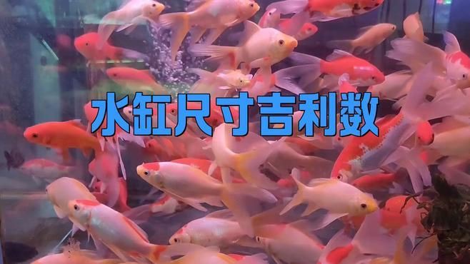 有哪些魚缸尺寸被認(rèn)為是最吉利的？【魚缸尺寸最吉利且適合不同場景】 有哪些魚缸尺寸被認(rèn)為是最吉利的？【魚缸尺寸最吉利且適合不同場景】 龍魚百科 第5張
