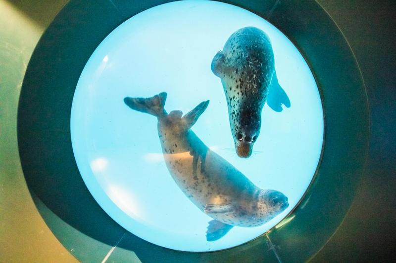 新青水族店【新青水族館，青島水族館】