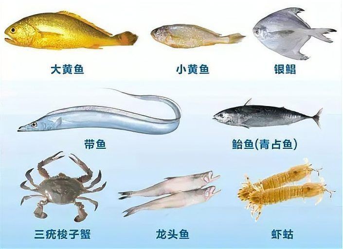 海龍魚在哪些地區被禁止？【“海龍魚”在哪些地區被禁止？】