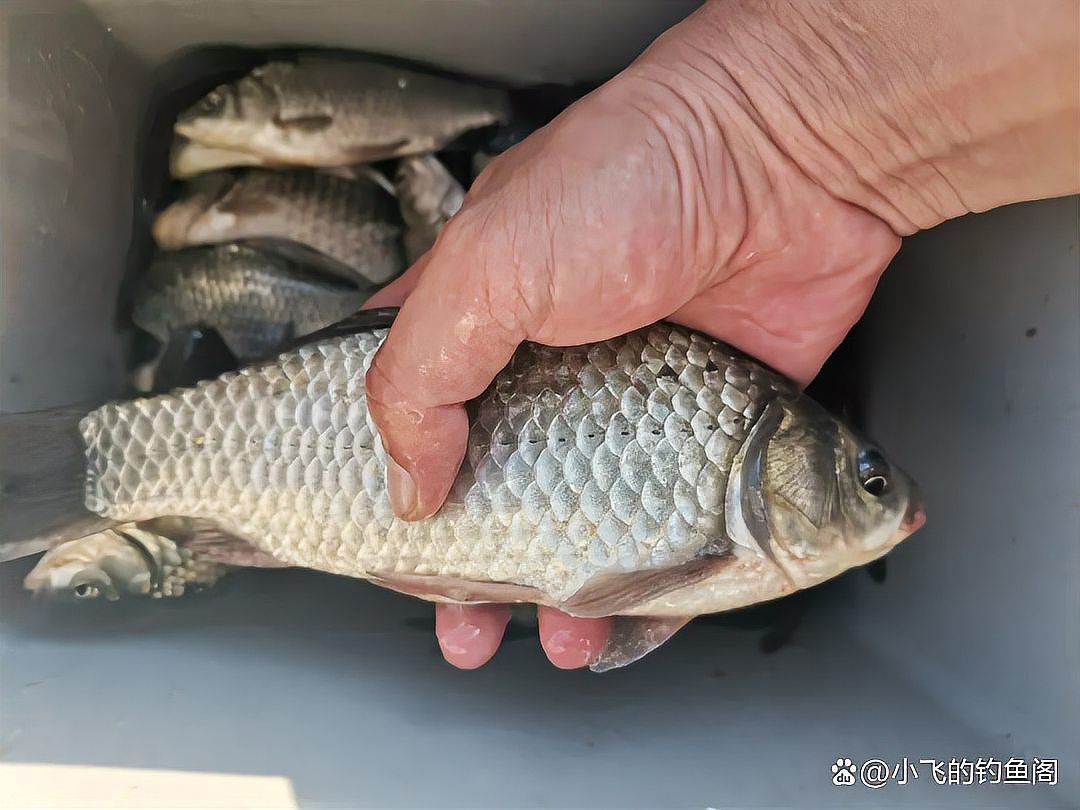 魚浮頭最簡單三個釣法【老釣手私藏3招比釣浮更有效,新手5分鐘學會,徐大王愛釣魚】
