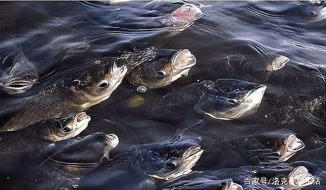 魚浮頭最簡單三個釣法【老釣手私藏3招比釣浮更有效,新手5分鐘學會,徐大王愛釣魚】