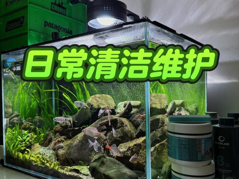 有哪些魚缸清潔維護技巧？【《有哪些魚缸清潔維護技巧？》】