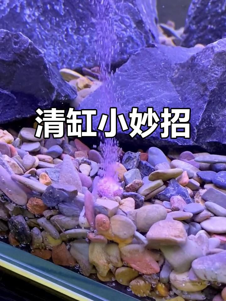 有哪些魚缸清潔維護技巧？【《有哪些魚缸清潔維護技巧？》】