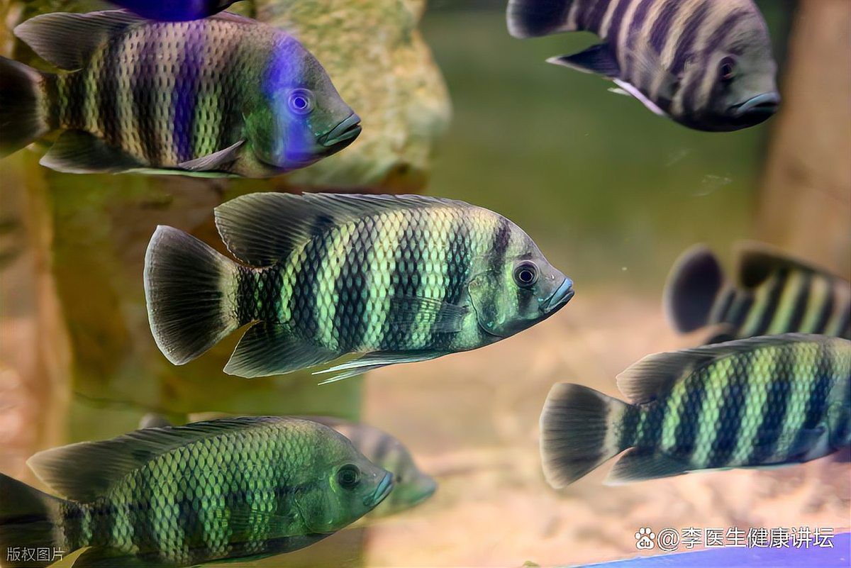 三種人不宜吃埃及魚【哪些人不宜吃埃及魚？】