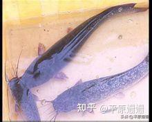 三種人不宜吃埃及魚【哪些人不宜吃埃及魚？】