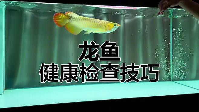 如何判斷血紅龍魚是否健康？，如何判斷血紅龍魚是否健康