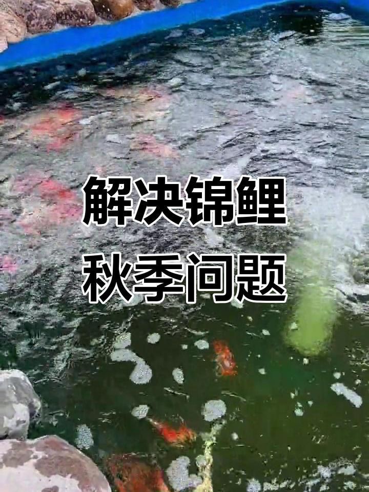 如何預防錦鯉爛身病？【《如何預防錦鯉爛身病？》】