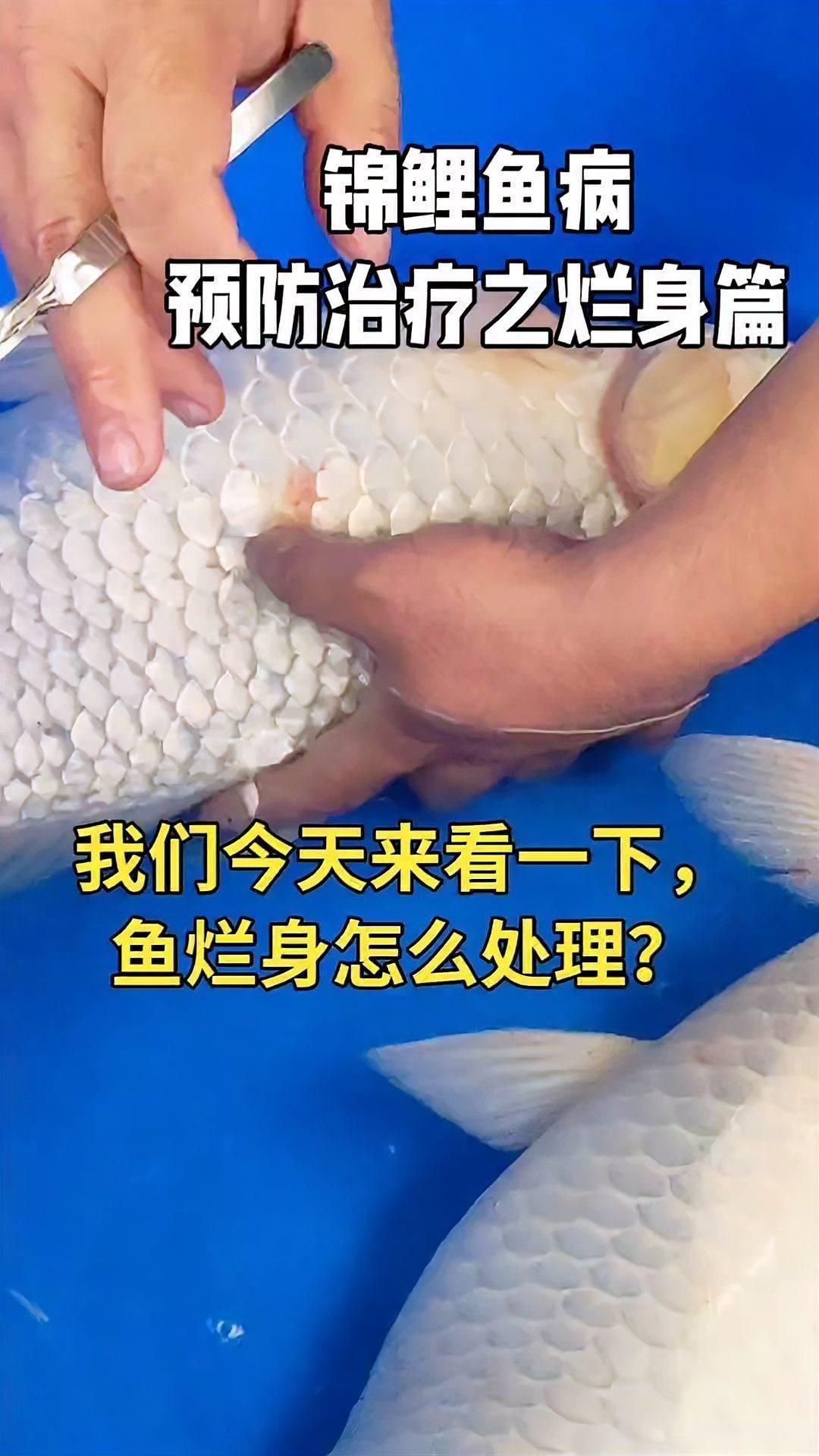 如何預防錦鯉爛身病？【《如何預防錦鯉爛身病？》】
