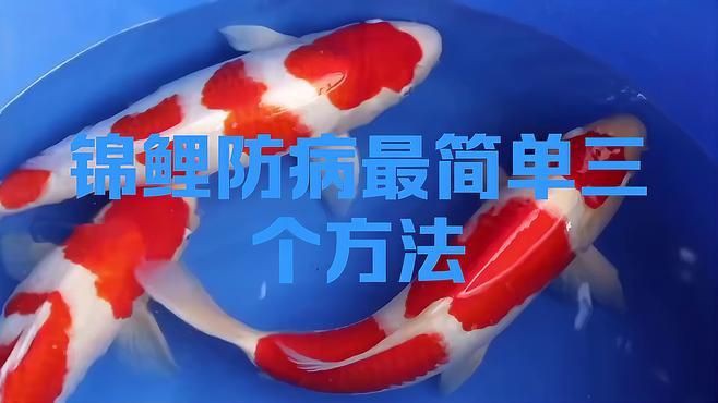 如何預防錦鯉爛身病？【《如何預防錦鯉爛身病？》】