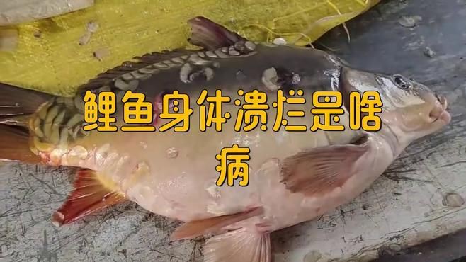 如何預防錦鯉爛身病？【《如何預防錦鯉爛身病？》】