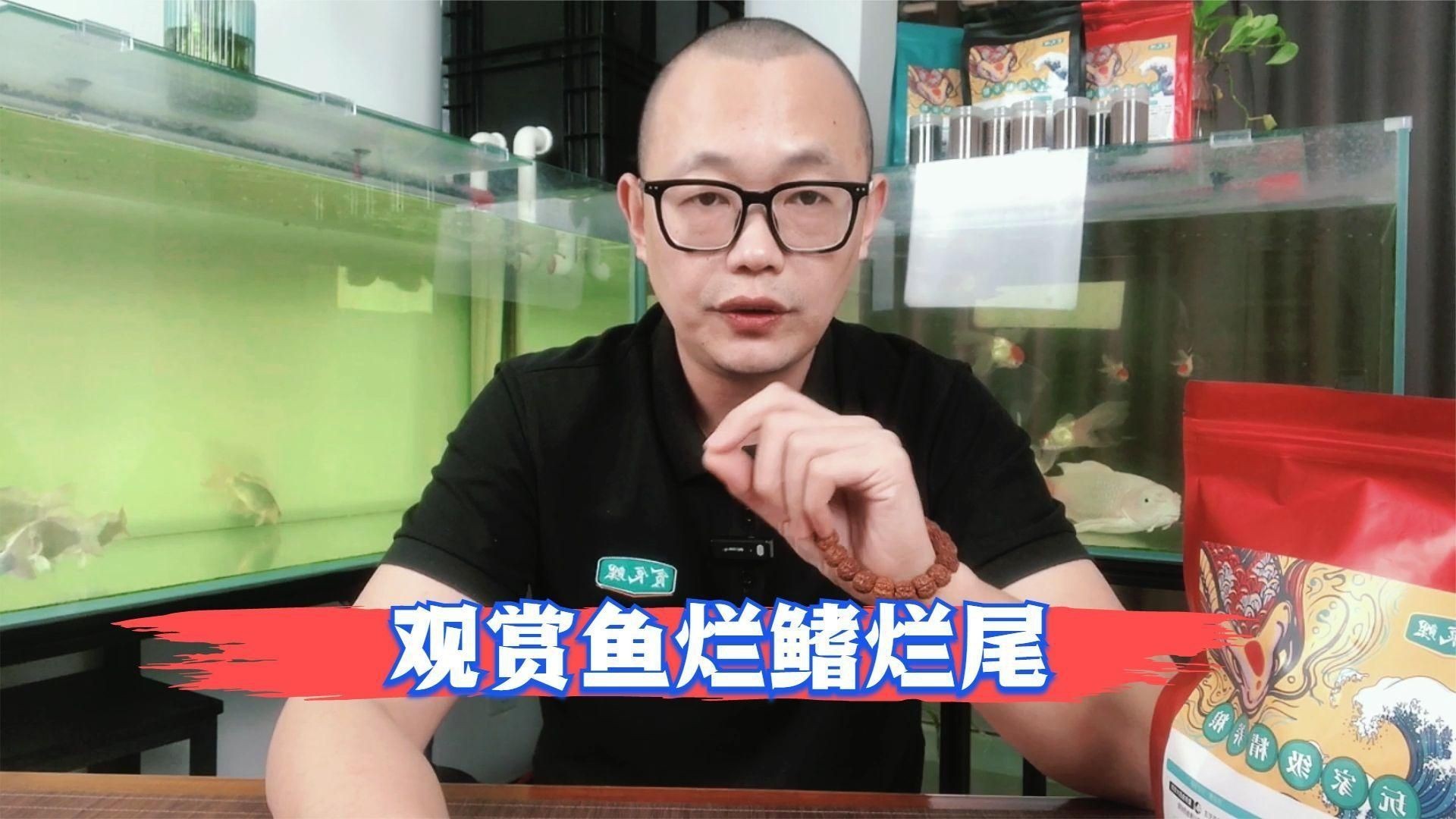 如何預防錦鯉爛身病？【《如何預防錦鯉爛身病？》】