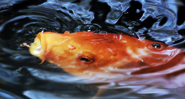 魚浮在水面多久會死？【魚在水面上張口呼吸會死嗎】