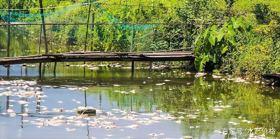 魚浮在水面多久會死？【魚在水面上張口呼吸會死嗎】