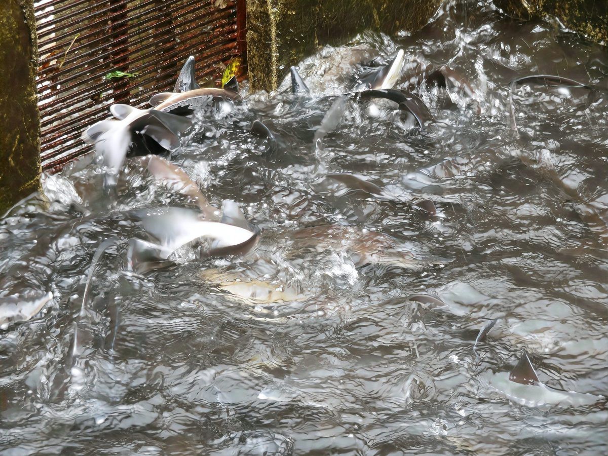 元陽龍魚店【元陽地區有龍魚養殖場嗎】