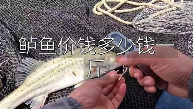 鱸魚30一斤貴不貴【鱸魚30元一斤是否偏貴需結(jié)合市場類型與品質(zhì)綜合判斷】