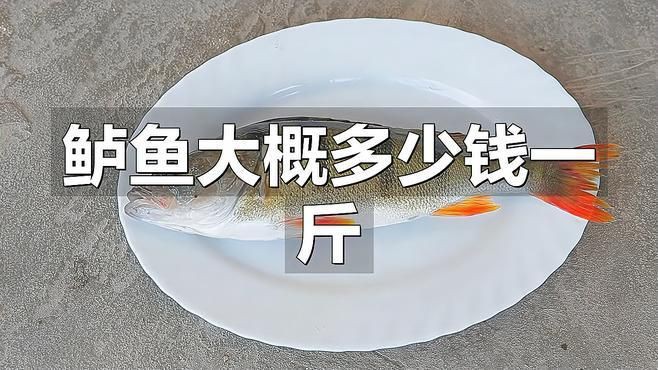 鱸魚30一斤貴不貴【鱸魚30元一斤是否偏貴需結合市場類型與品質綜合判斷】