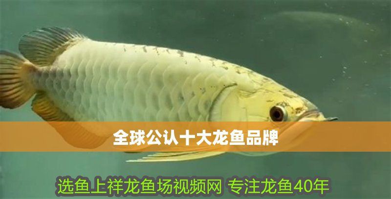 李亞龍魚屬于什么檔次【“李亞龍魚”與“李亞四”有關系嗎？】