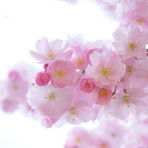 魚腹水能自愈嗎【哪些藥物可以有效治療魚腹水】