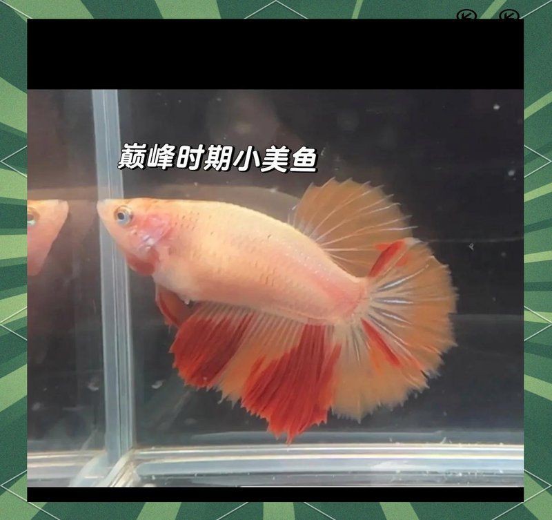 魚腹水能自愈嗎【哪些藥物可以有效治療魚腹水】