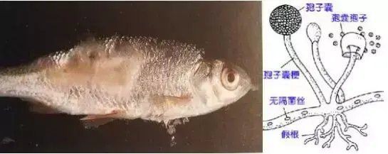 魚(yú)真菌感染多久能治愈？【知乎,魚(yú)塘水霉病怎么治最快】