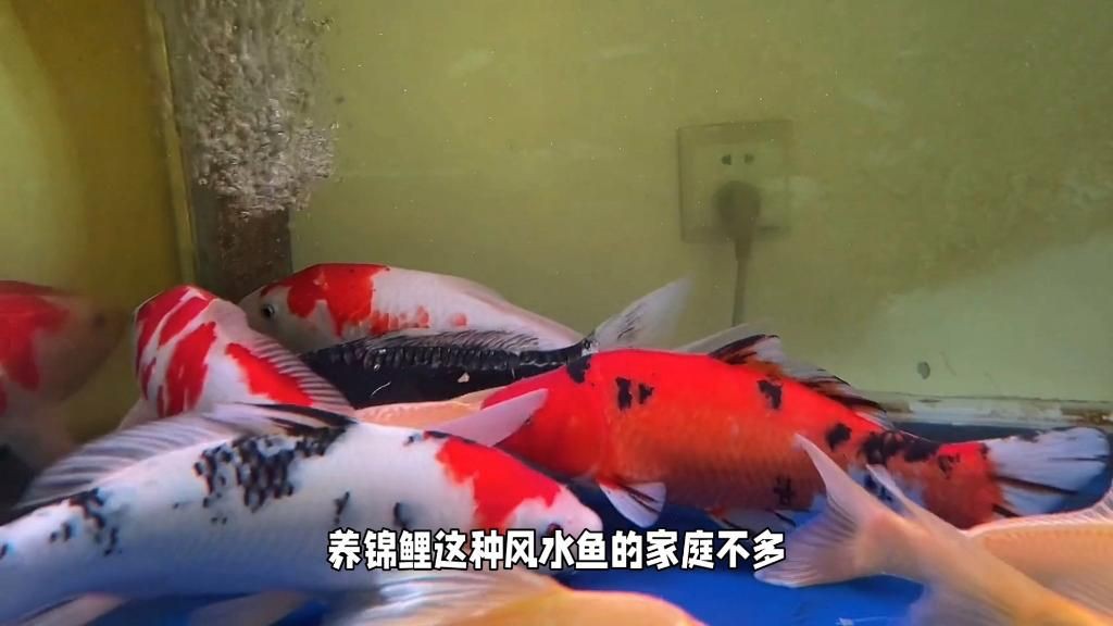 風水魚都有哪些品種【客廳養什么魚風水好】