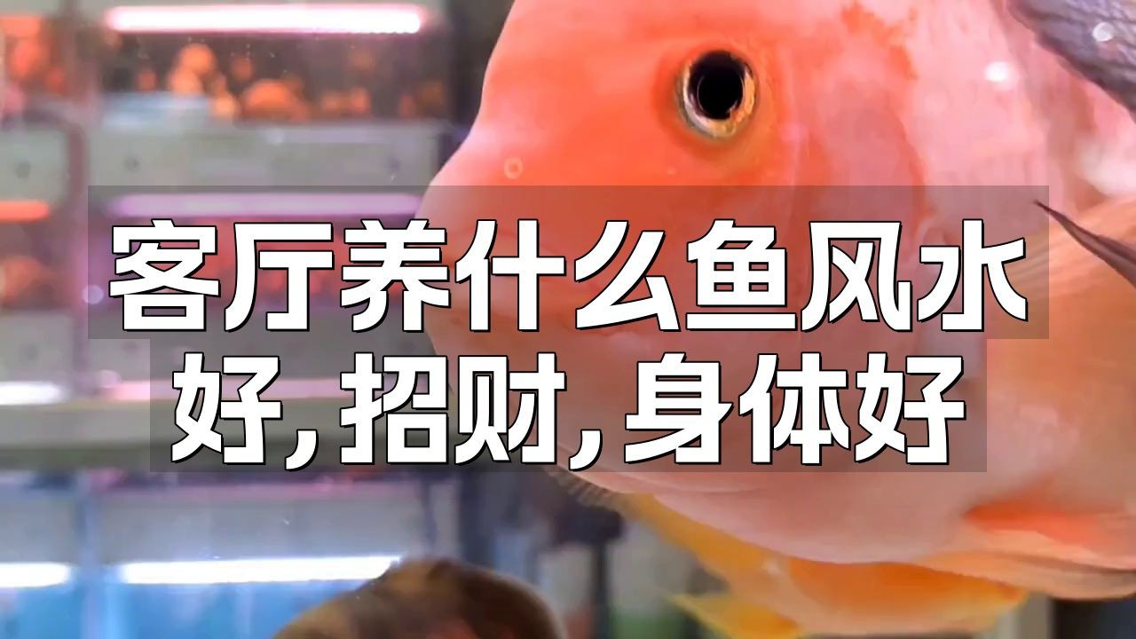 風水魚都有哪些品種【客廳養什么魚風水好】