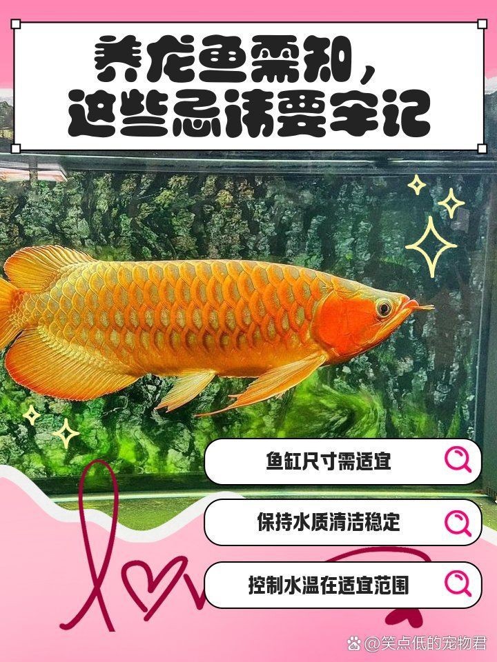 我用小缸養(yǎng)了3年的龍魚【《我用小缸養(yǎng)了3年的龍魚》養(yǎng)龍魚忌諱盤點寵物喂養(yǎng)問答】