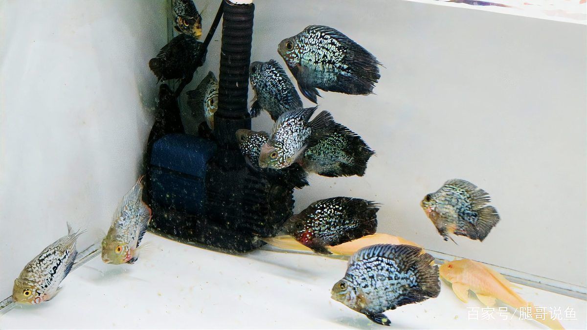 國產(chǎn)銀河星鉆魚和進(jìn)口區(qū)別【國產(chǎn)與進(jìn)口銀河星鉆魚的區(qū)別及挑選技巧】