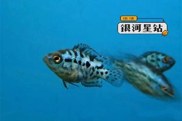 國產銀河星鉆魚和進口區別【國產與進口銀河星鉆魚的區別及挑選技巧】
