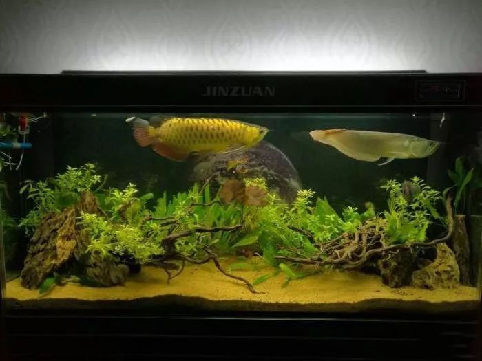 哪些水草可以與龍魚混養？，哪些水草不適合與龍魚混養？