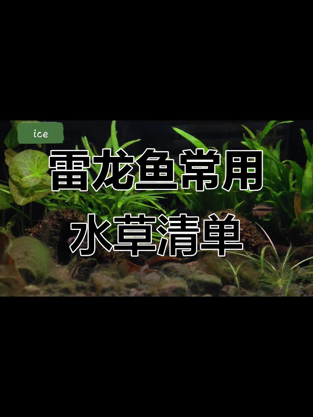 哪些水草可以與龍魚混養？，哪些水草不適合與龍魚混養？
