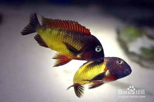 三湖蝴蝶品種有哪些【三湖蝴蝶品種鑒賞與飼養指南三湖蝴蝶品種鑒賞與飼養指南】