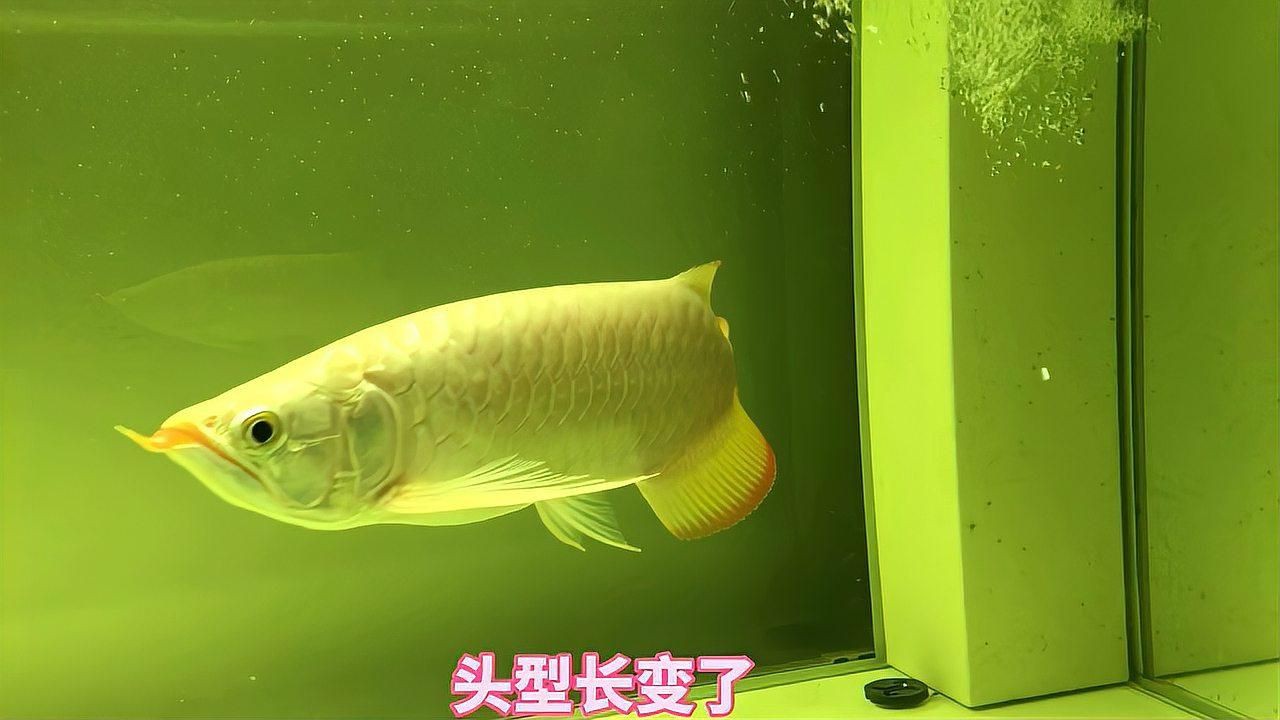 如何識別金龍魚是否被藥水處理過？【如何分辨過背金龍魚是否被藥泡過，葫蘆兄弟qss】