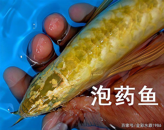 如何識別金龍魚是否被藥水處理過？【如何分辨過背金龍魚是否被藥泡過，葫蘆兄弟qss】