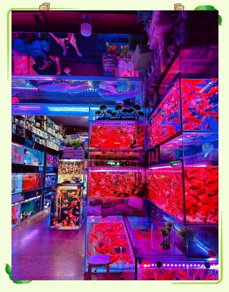 戶縣水族店【戶縣哪家水族店口碑最好】